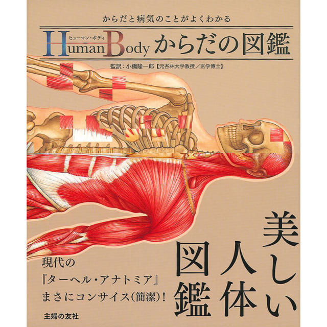 小橋隆一郎 監訳 ヒューマン ボディ からだの図鑑 雑貨その他 東京ヨガウェア